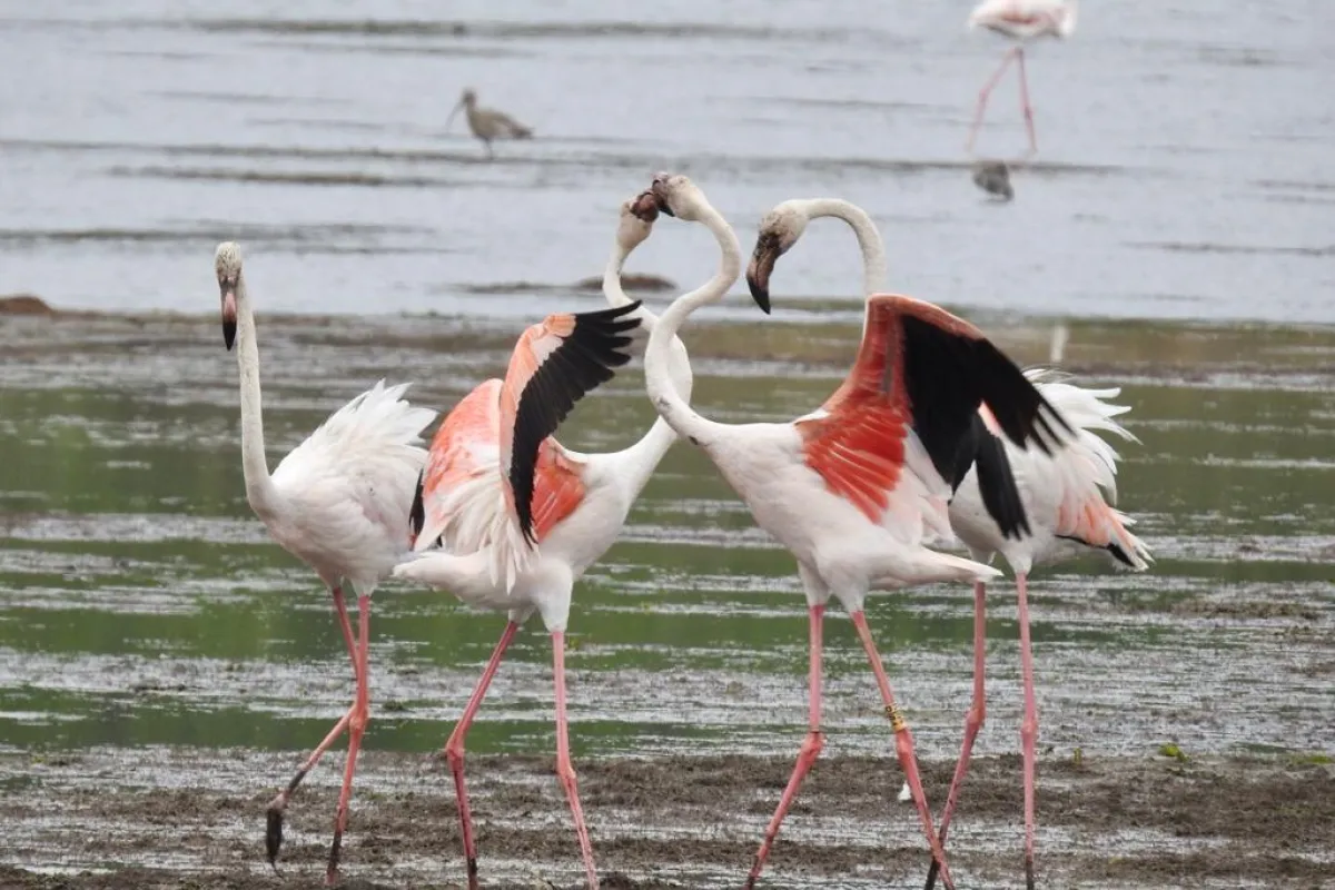 flamingo's obidos lagoon