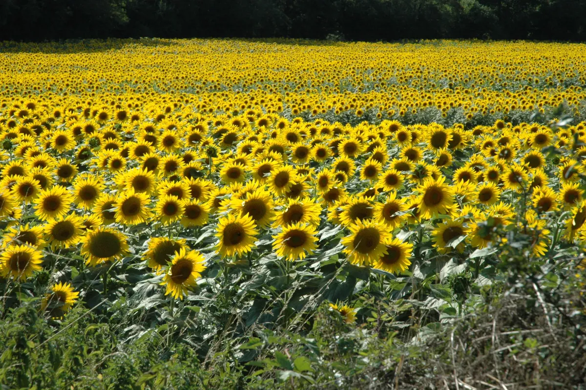 Veel zonnebloemvelden 