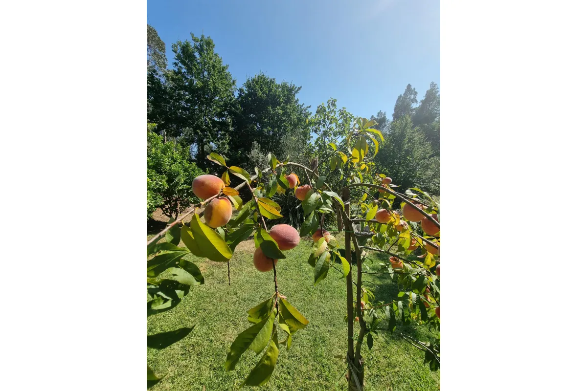 Fruittuin