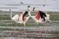 flamingo's obidos lagoon