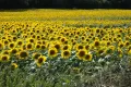 Veel zonnebloemvelden 
