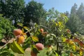 Fruittuin